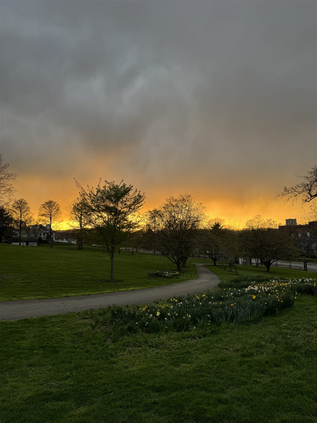 Golden storm light over a park path lined with daffodils